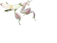 Iconic Species