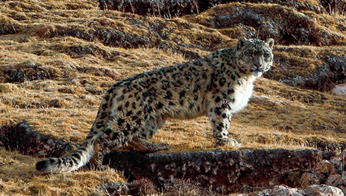 Snow Leopard Tracking