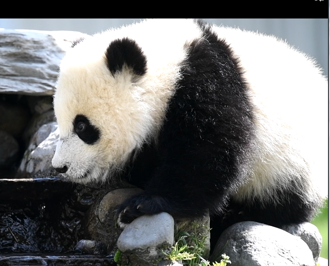 A Baby Panda Drinks Water in Wolong