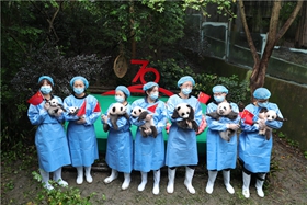 Chengdu new born pandas in press for 70th national Day