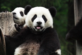 Chinese Presiden and Belgian King Philippe have exchanged congratulatory messages on the birth of a pair of giant panda 