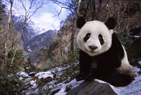 Into the home town of Giant Panda ---Wolong
