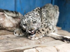 Snow Leopard Injured Fighting For a Blue Sheep