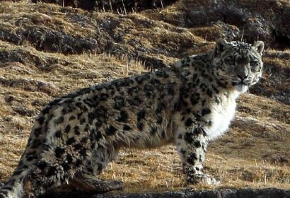  8 Days Snow Leopard Safari