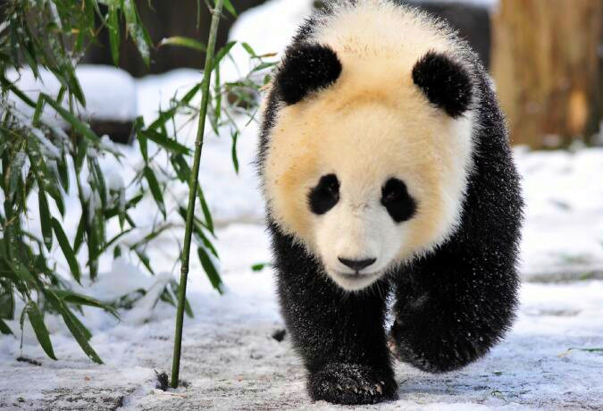 10 Days Panda Tracking in Panda Habitat 