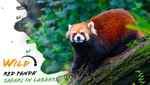 Wild Red Panda Safari in Labahe