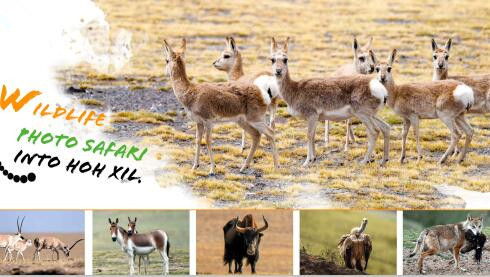 Wildlife Photo Safari into Hoh Xil