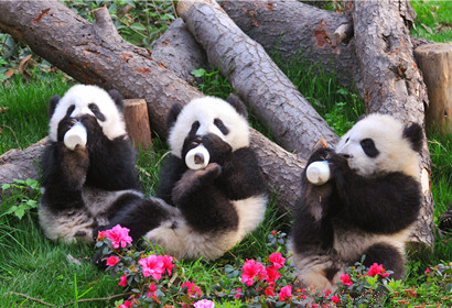  1 Day Panda Base and Chengdu City Tour 