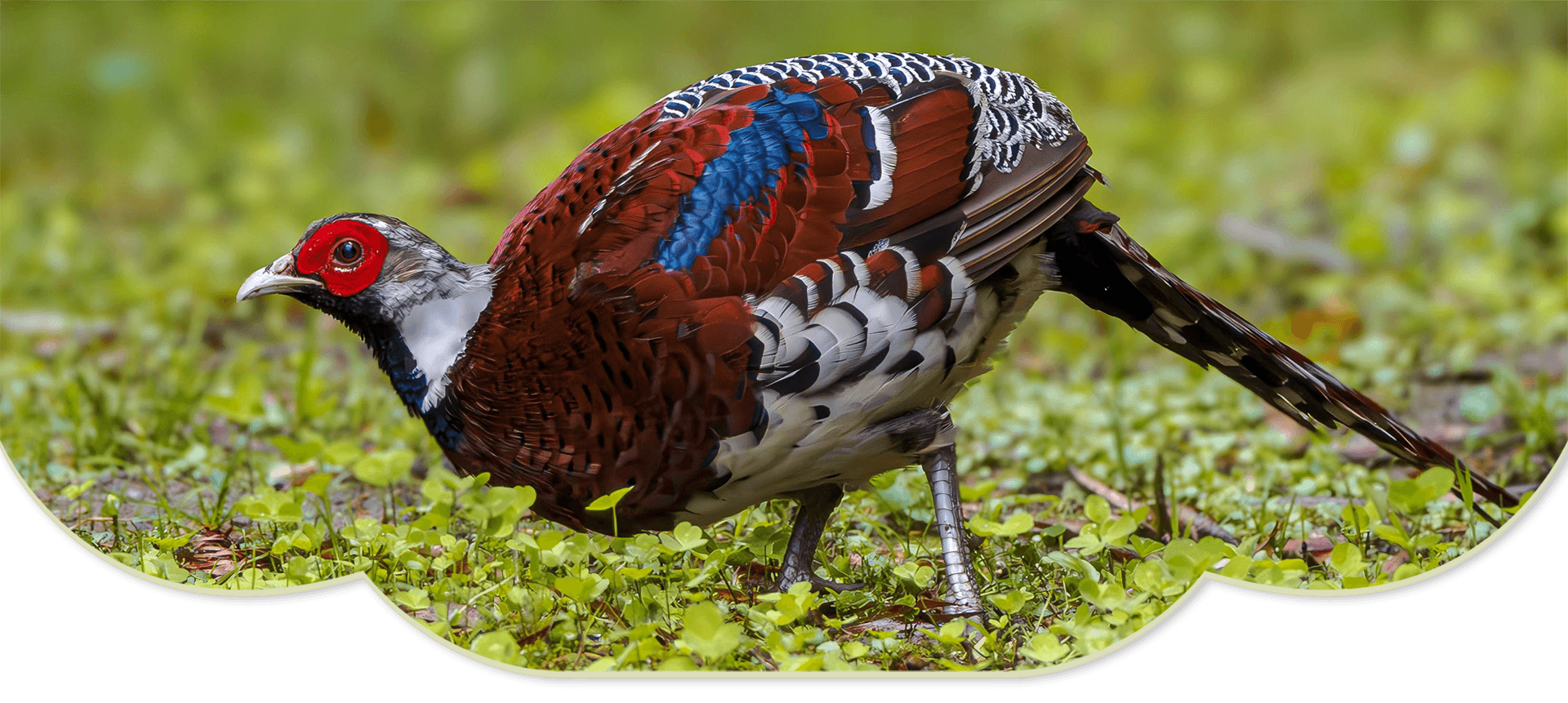 Elliot's Pheasant