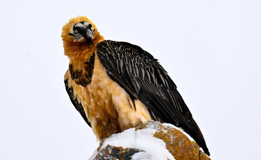 Bearded vulture Lammergeier in flight over Qinghai-Tibet Plateau