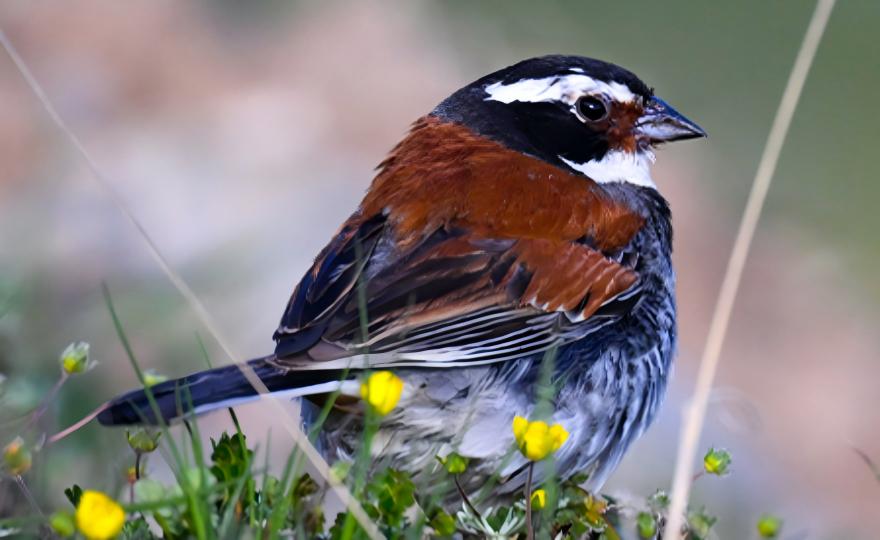 Tibetan Snowfinch perched on alpine vegetation Qinghai-Tibet Plateau