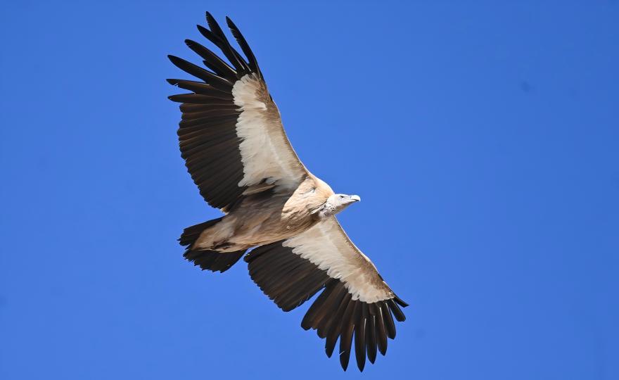 Himalayan griffon soaring above Qinghai-Tibet Plateau mountain ridge