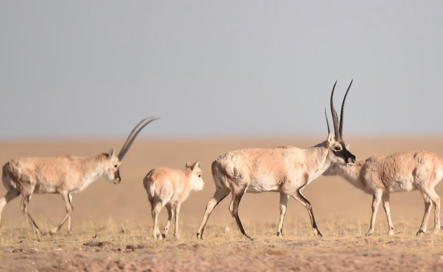 Tibetan Antelope (Chiru) grazing on the Qinghai-Tibet Plateau near Xidatan