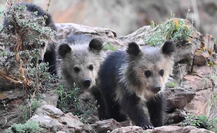 Himalayan Brown Bear foraging in the Kham Tibetan highlands near Yushu