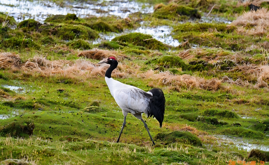 Black-necked Crane in the summer wetlands near Qumarlêb, Qinghai
