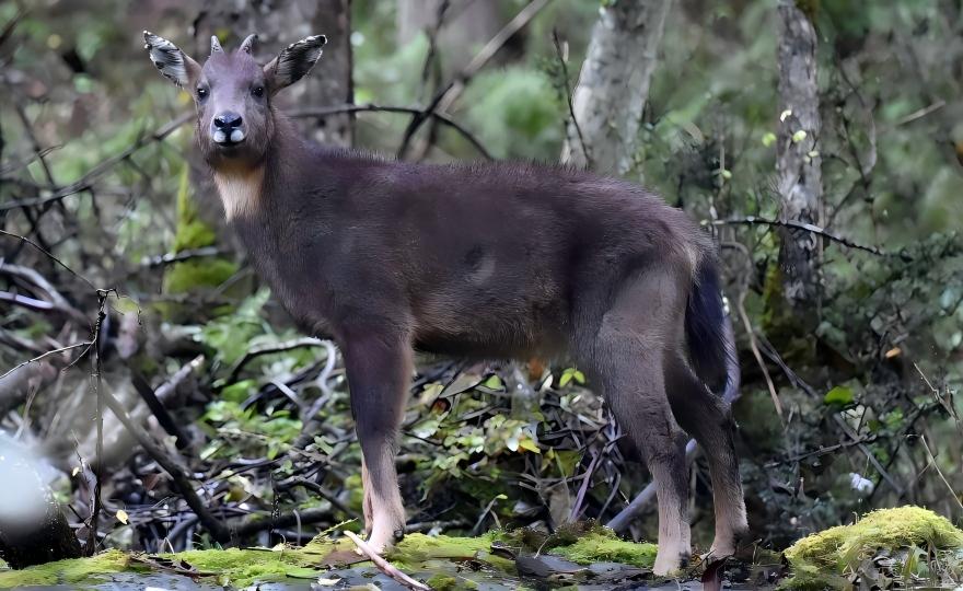 Chinese Goral on a rocky slope in the Tangjiahe National Reserve, Sichuan
