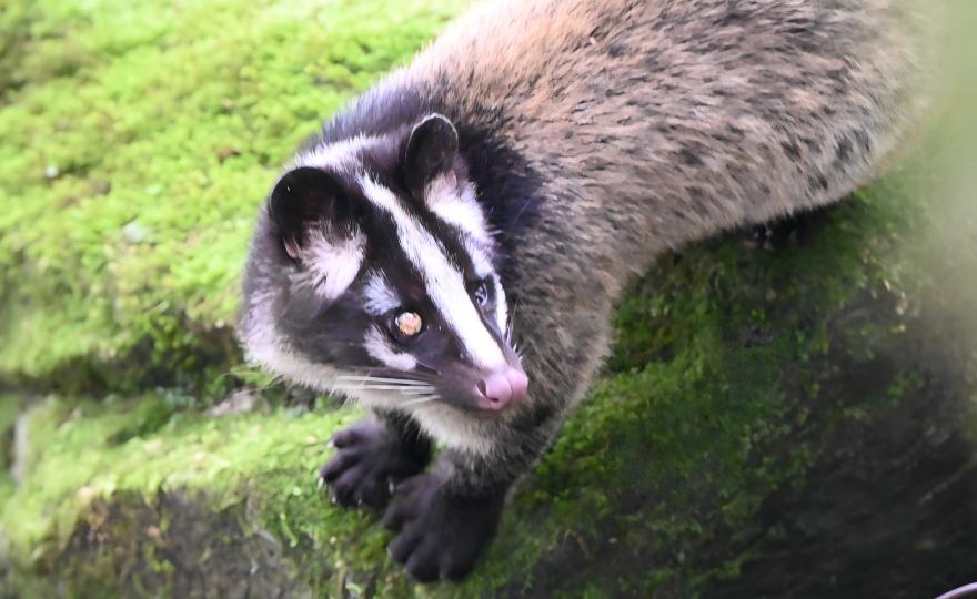 Masked Palm Civet at night in the Tangjiahe National Reserve, Sichuan