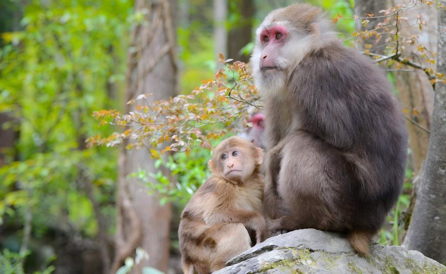 Tibetan Macaque troop resting in the forest of Tangjiahe National Reserve, Sichuan