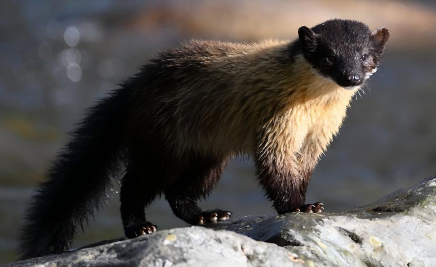 Yellow-throated Marten foraging on the rock in Tangjiahe, Sichuan