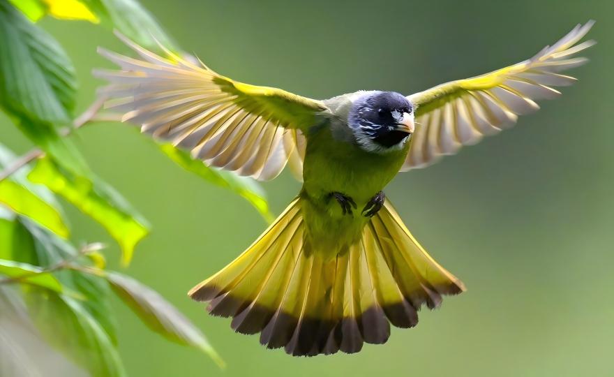 Collared Finchbill perched in the forest canopy of Tangjiahe, Sichuan