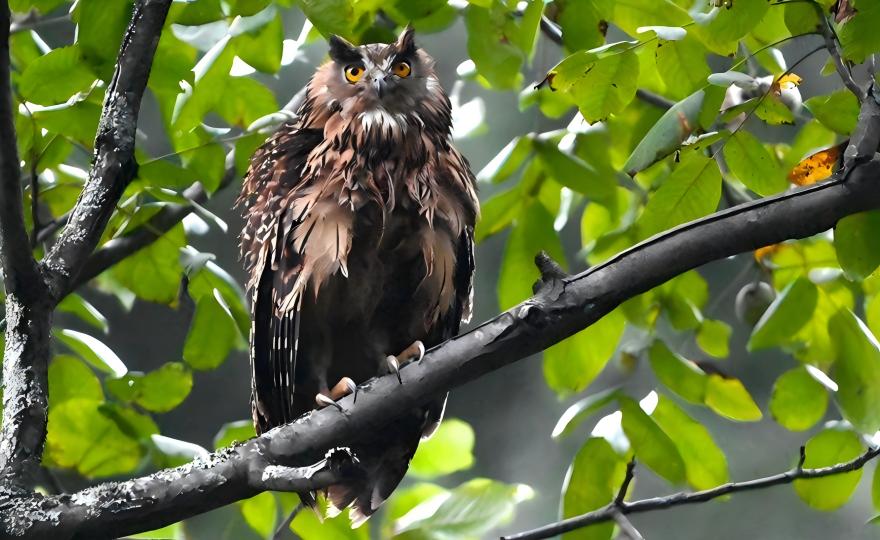 Tawny Fish Owl perched along a forest stream in Tangjiahe National Reserve, Sichuan