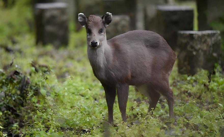 Tufted Deer in the undergrowth of Tangjiahe National Reserve, Sichuan