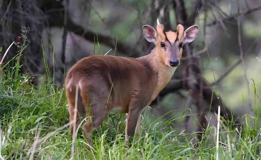 Reeves’s Muntjac in the bamboo forest of Tangjiahe National Reserve, Sichuan
