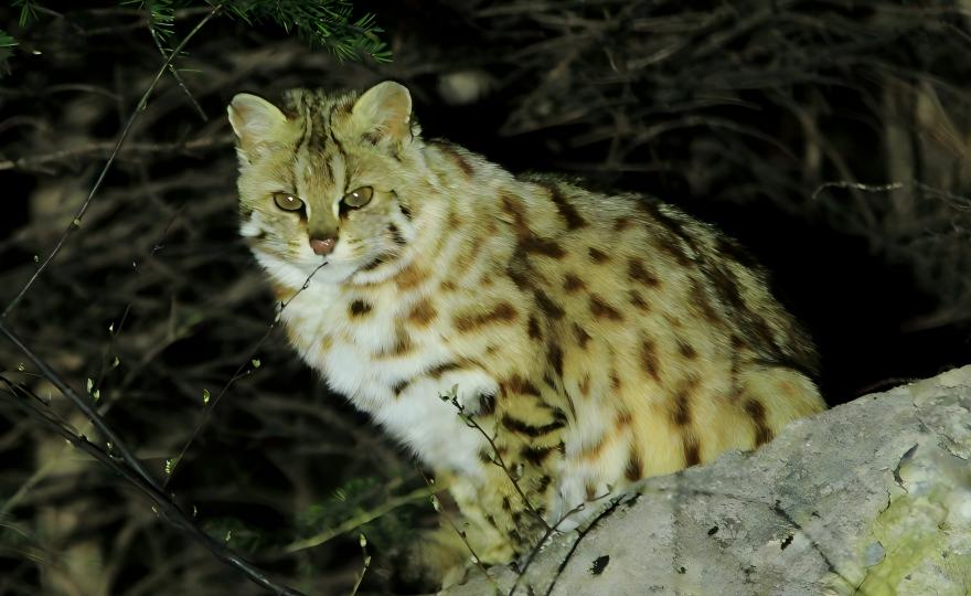 Leopard Cat at night in the Tangjiahe National Reserve, Sichuan