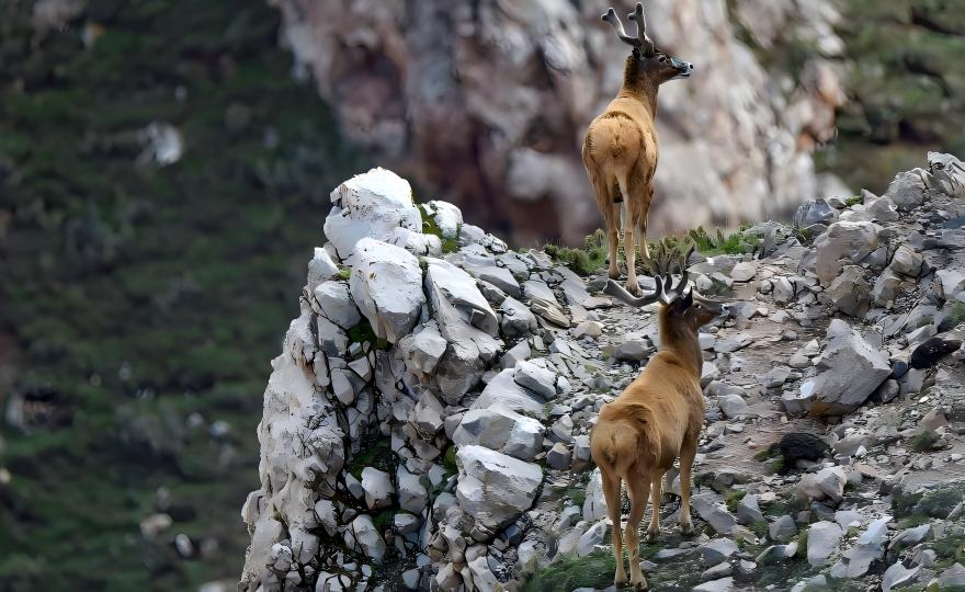 White-lipped deer in alpine valley of Qinghai-Tibet Plateau