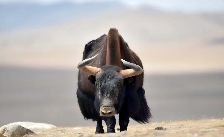 Wild Yak roaming the high-altitude plateau of the Qinghai-Tibet Plateau