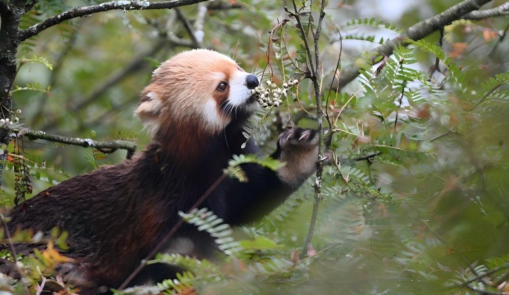 Secret Realm Tracking: The Labahe Red Panda Expedition — A 4-Day Ecological Research Journey in Giant Panda National Park