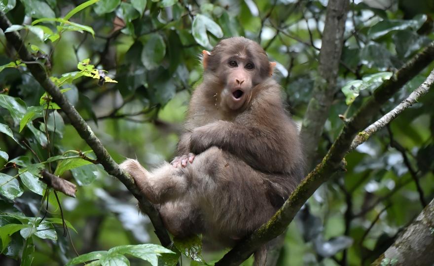 Tibetan Macaque family group in the Labahe Nature Reserve, Sichuan
