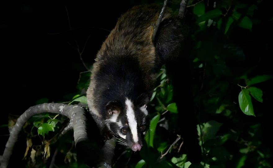 Masked Palm Civet foraging at night in the Labahe Nature Reserve, Sichuan