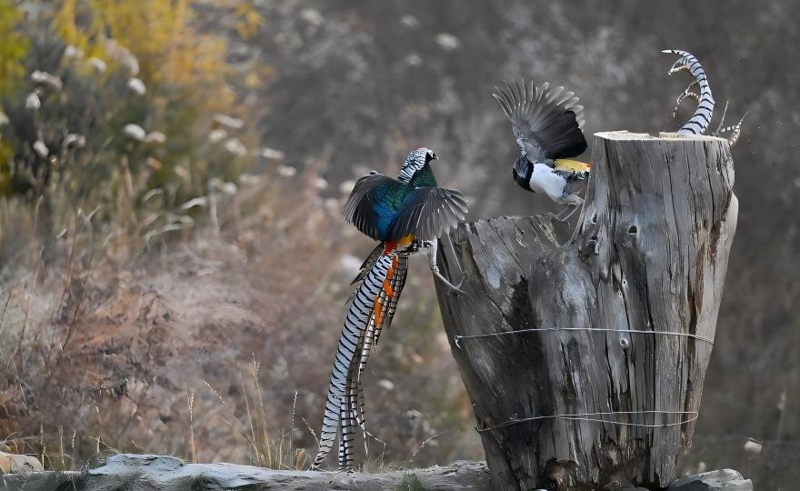 Lady Amherst’s Pheasant displaying in the primeval forest of Labahe, Giant Panda National Park