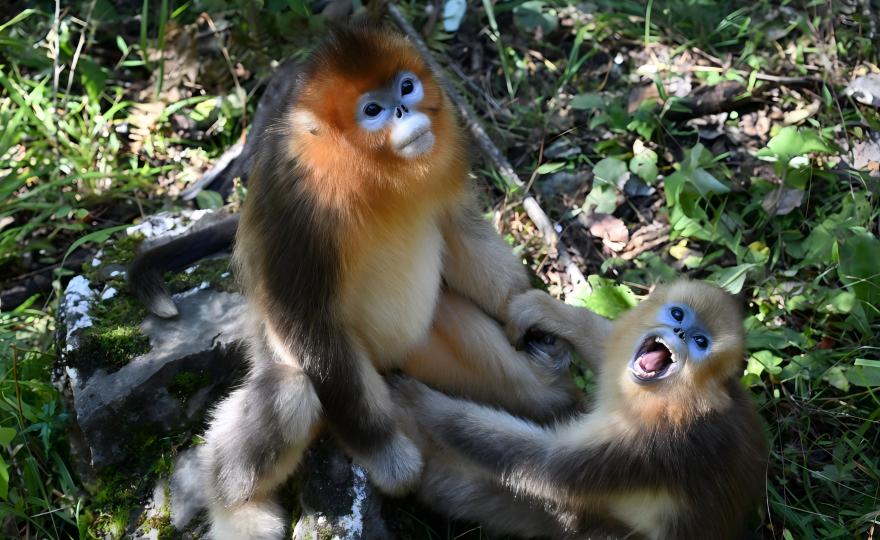 Sichuan Golden Snub-nosed Monkey troop in the Giant Panda National Park, Sichuan