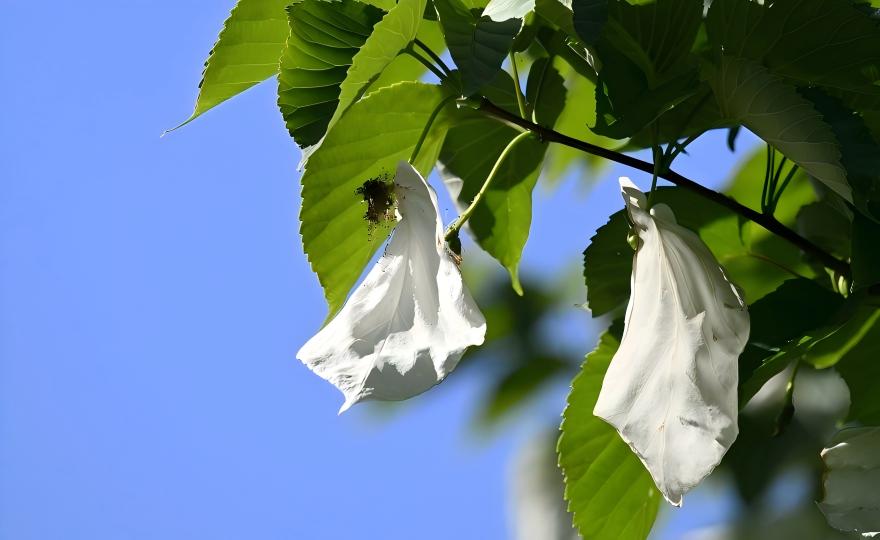 Dove Tree (Davidia involucrata) in bloom at Labahe Nature Reserve, Giant Panda National Park