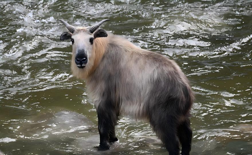 Chinese Takin calf in the mountain forest of Labahe Nature Reserve, Sichuan
