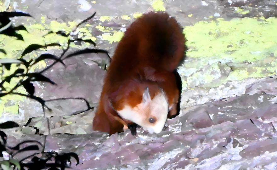 Red-and-white Flying Squirrel gliding at night in the Labahe Nature Reserve, Sichuan