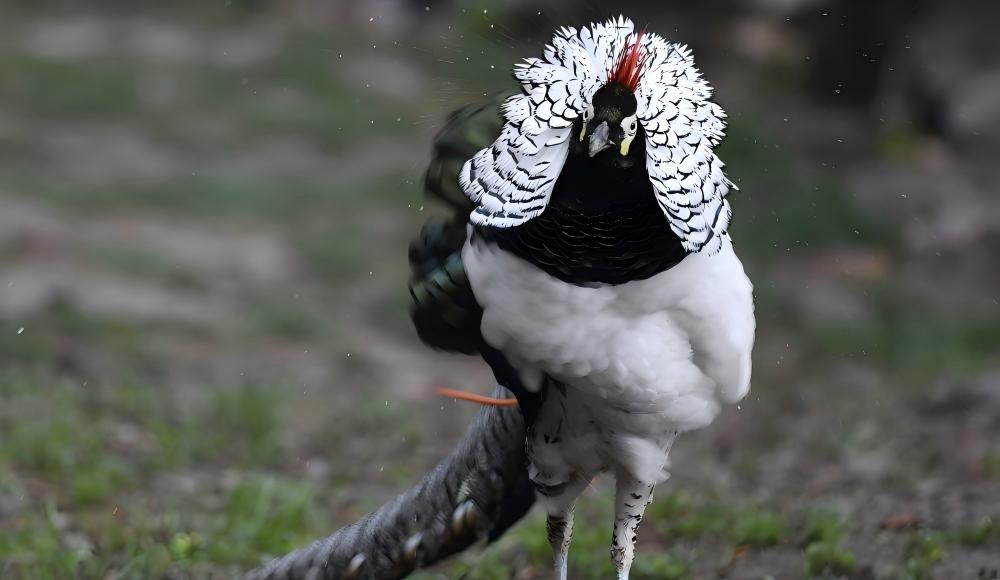 Wings of the Hengduan: Kingdom of Babblers & Sanctuary of Pheasants