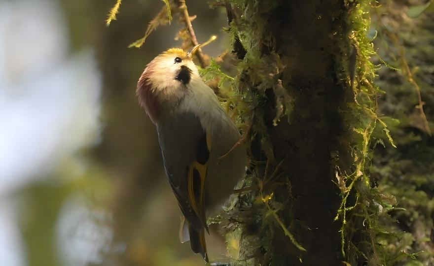Golden-fronted Fulvetta, Sichuan birding tour Hengduan Mountains