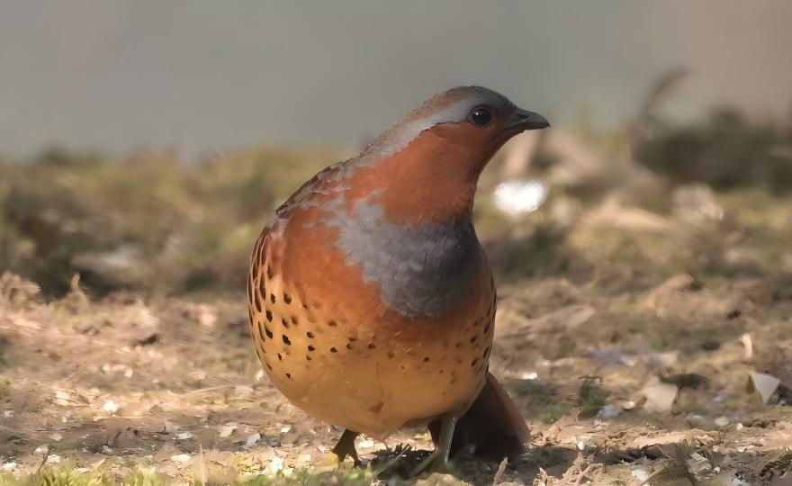 Chinese Bamboo Partridge in Sichuan lowland forest, China birding