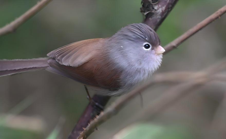 Dark-sided Parrotbill at Longcanggou, Sichuan endemic bird