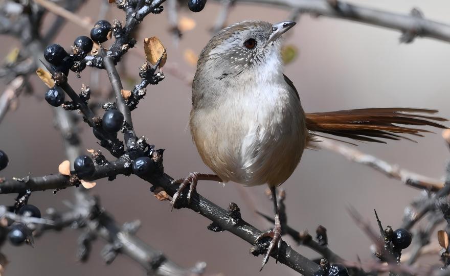 Rufous-tailed Babbler at Longcanggou National Forest Park, Sichuan