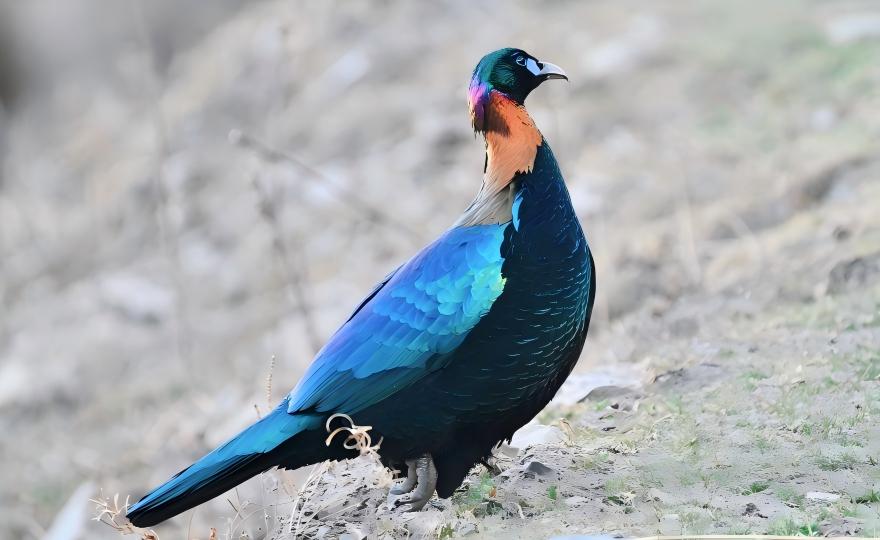 Chinese Monal at Balang Mountain timberline, Sichuan pheasant tour
