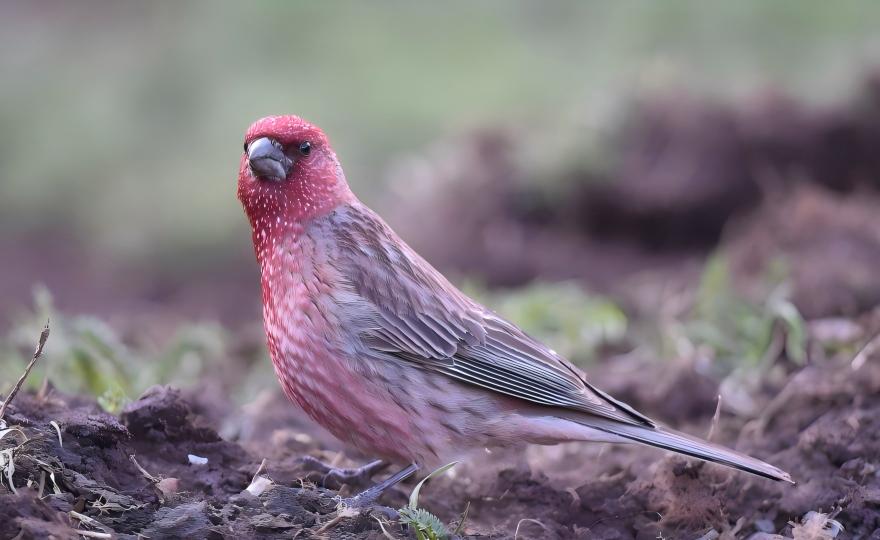 Streaked Rosefinch at Balang Mountain high altitude, Sichuan China