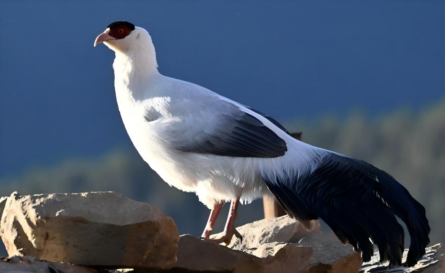 White Eared Pheasant in subalpine forest, Sichuan birding expedition