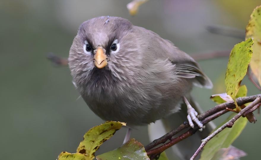 Three-toed Parrotbill at Longcanggou, Sichuan parrotbill hotspot