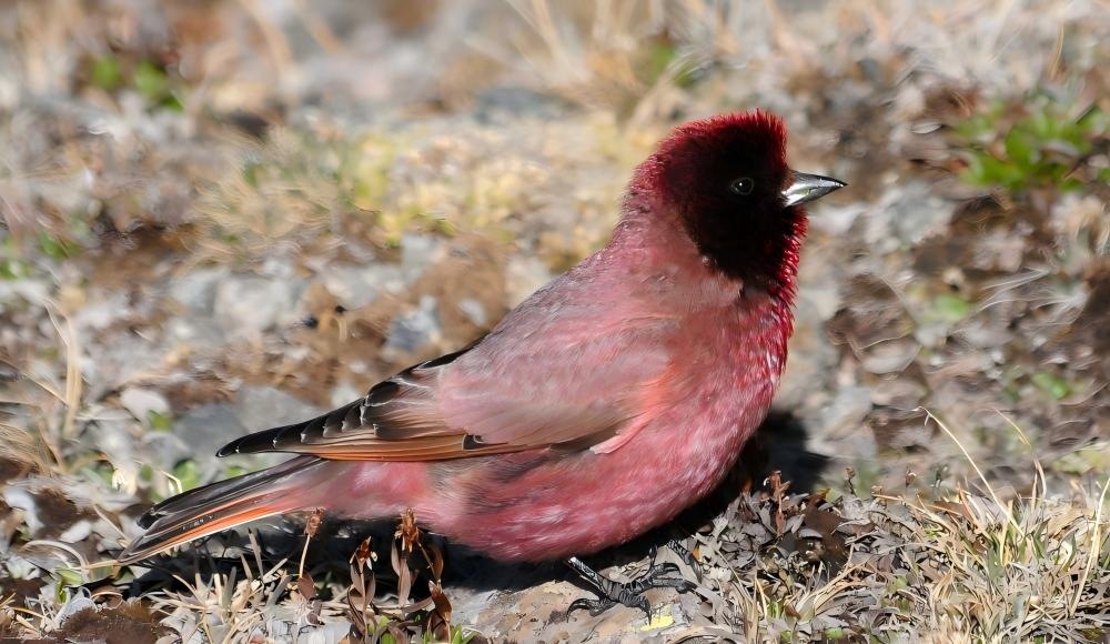 Celestial Chain: Pheasants & Snowfinches of the Roof of the World