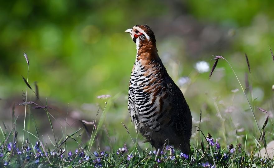 Tibetan Partridge at Rubber Mountain, Qinghai birding tour China