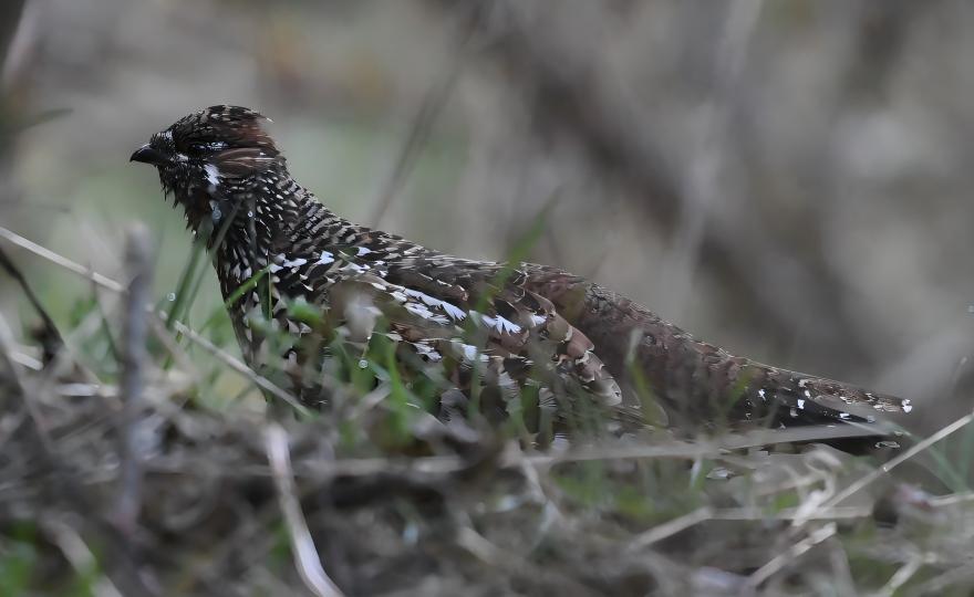 Chinese Grouse at Huzhu Beishan Mountains, Qinghai endemic birding tour 